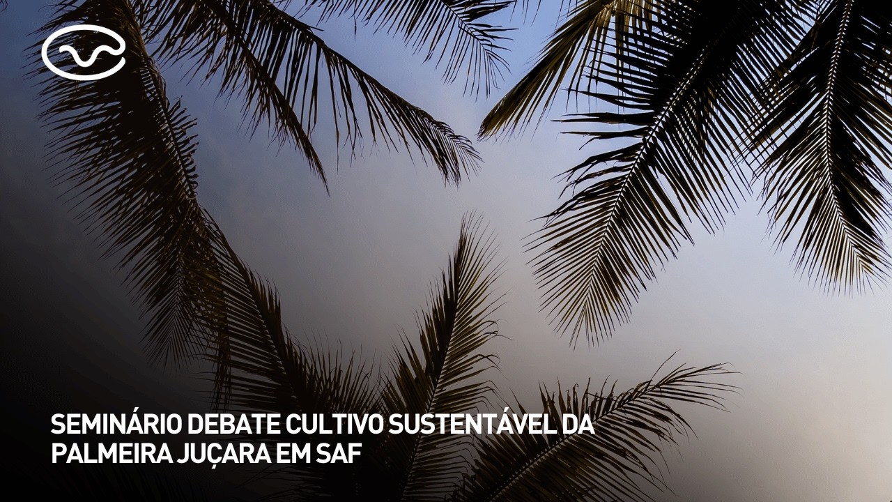 Seminário debate cultivo sustentável da Palmeira Juçara em SAF