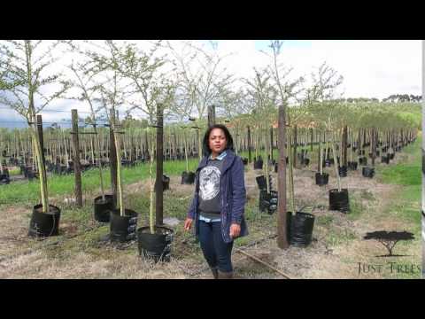 download lagu mp3 mp4 Green Bark Thorn Tree, download lagu Green Bark Thorn Tree gratis, unduh video klip Green Bark Thorn Tree