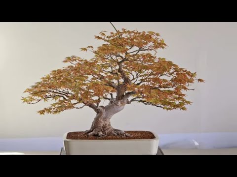 Bonsai tree exhibition 2021 part 42