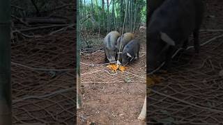 Download lagu BABI HUTAN SANGAT MERESAHKAN #viral @SakahayangSakadaek mp3