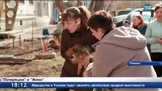 Свободу шпицам!