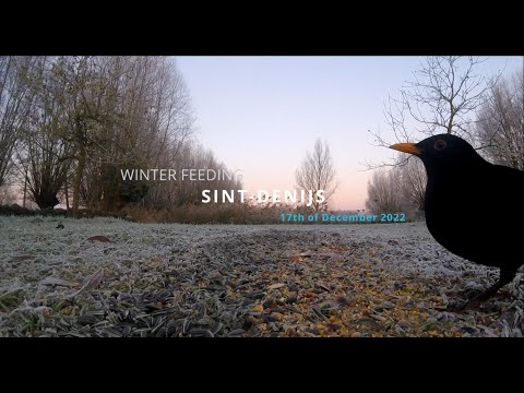 Winter feeding Sint-Denijs - 17.12.2022