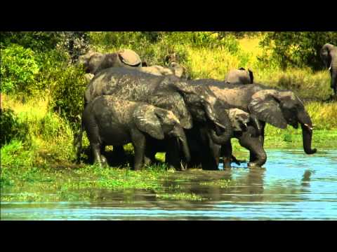 Elephants swimming in the Dam at Djuma Game Reserve