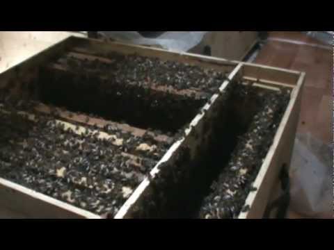 2/8 Familie de albine super dezvoltata in primavara in "Bio Stup - Ioan Ursu" pavilion apicultura