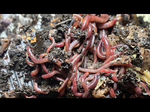 Composting with Craig Ep 194 Snowy 5000+ Red Wiggler Worm Bins Check In