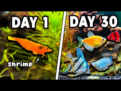 Ich habe in meinem Zimmer ein See-Ökosystem gebaut