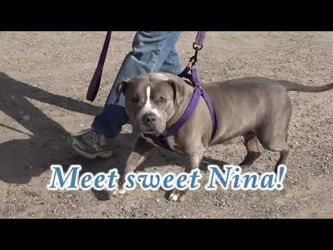 NINA, an adoptable Mixed Breed in Fernandina Beach, FL_image-1