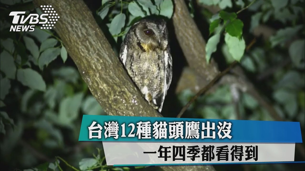 台灣12種貓頭鷹出沒　一年四季都看得到
