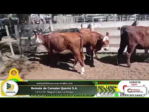 13-12-24 - Remate de Cereales Quemú S.A. - Miguel Cané, La Pampa