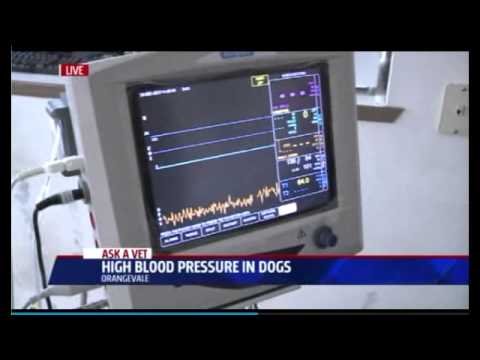 High Blood Pressure in Pets- Ask a Vet with Dr. Jyl