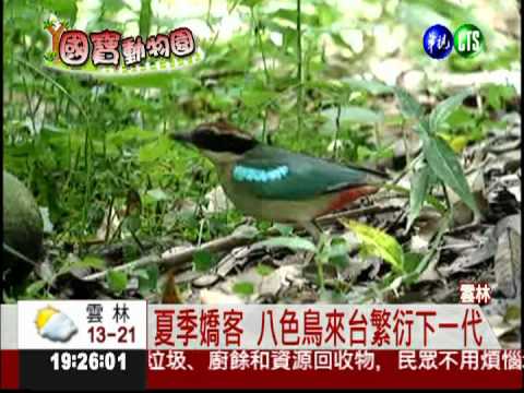 保護彩色精靈 台灣設八色鳥專區