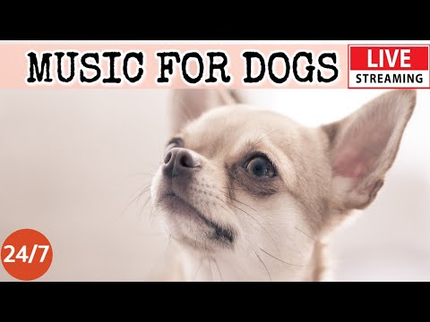 [LIVE] Dog Music???? Calming Music for Dogs???????? Soothing Sleep Music????Anti Separation anxiety Relief ???? 2-1