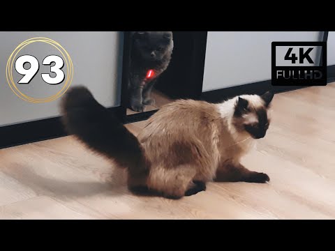 Cutest Cat Duo Tikhon And Misha In Action: Episode 93