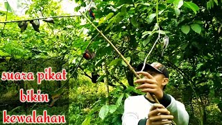 Download lagu SUARA PIKAT BURUNG KECIL AMPUH UNTUK SEMUA JENIS BURUNG (Sudah Teruji) mp3