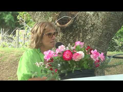 Inés Díaz | “Rosa Duarte de Oliveira”, Flor de Colonia Valdense