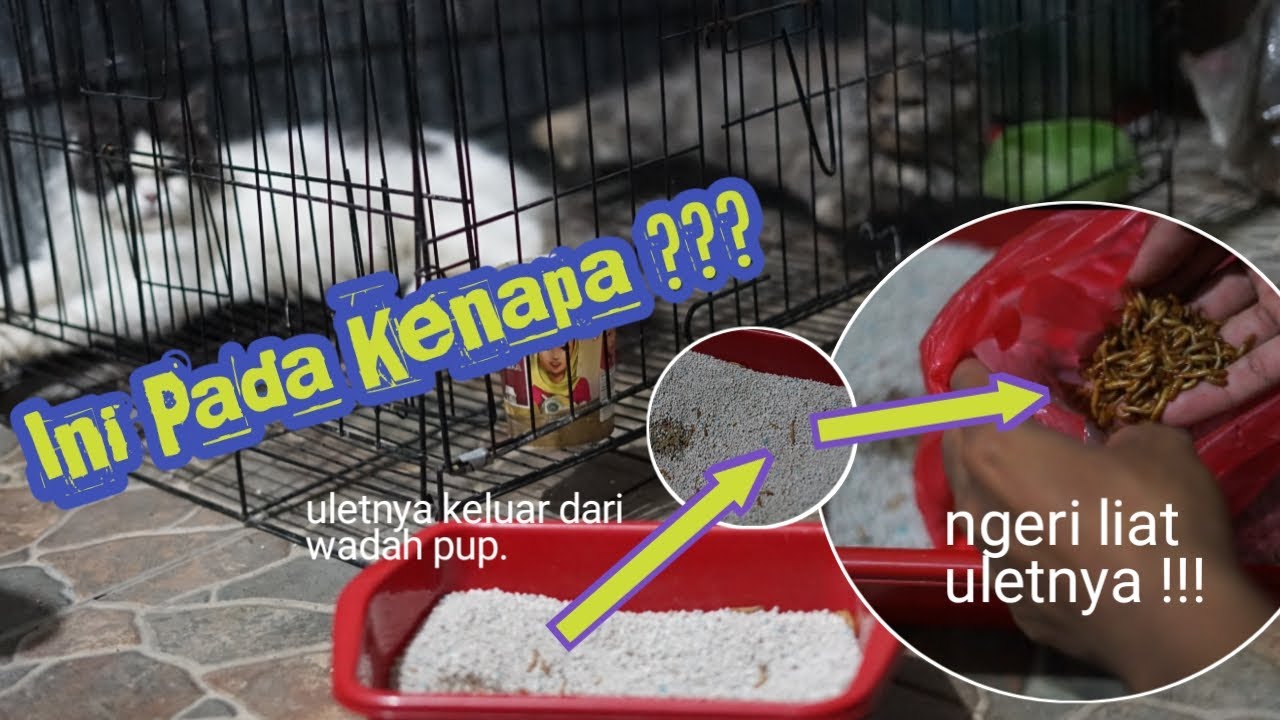 Putar video ⚠️WARNING ⚠️ PASIR PUP KUCING SAMPAI KELUAR CACING/BELATUNG !!! BENARKAH CIBICAT sekarang ⚠️WARNING ⚠️ PASIR PUP KUCING SAMPAI KELUAR CACING/BELATUNG !!! BENARKAH CIBICAT