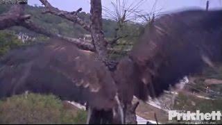 SWFL Eagles~E9-  Evening Perch- Little Preening, Posing and Wing Stretching_4.12.17