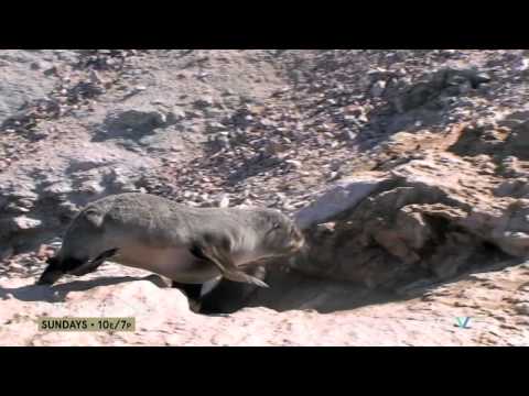 The Seals of Namibia ('The Operatives' - S1, Episode 1 Clip)