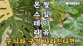 잎의 무늬와 구멍이 사라진다면! 몬스테라 키우기 빛 관리가 필요!! #식물키우기 #공기정화식물 #엉클플랜트