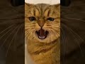Funny Cat WhatsApp Status