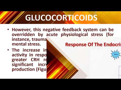 The Endocrine System Part III