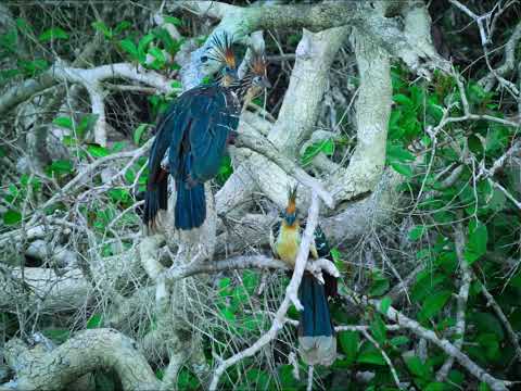 Frog Chorus At Dusk - The Amazon #soundsofnature