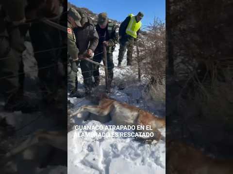 Una patrulla de gendarmes salvó a un guanaco que se encontraba atrapado en un alambrado en chubut