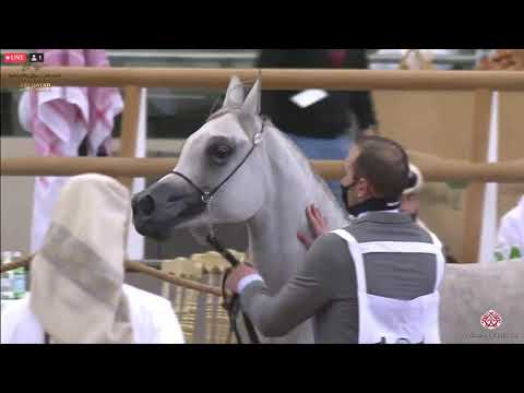 N 161 SHEIHANA AL NASSER   23rd Qatar National Arabian Horse Show   Yearling Fillies Class 3B