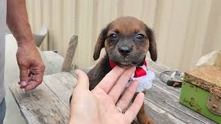 Video preview image #1 Australian Shepherd Puppy For Sale in Bandera, TX, USA