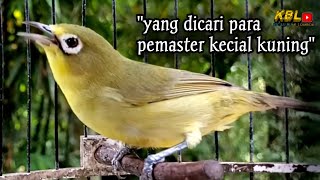 Download lagu CIAK CIAK JOSS KECIAL KUNING AMPUH||PANCINGAN KECIAL MALAS BUNYI|| mp3
