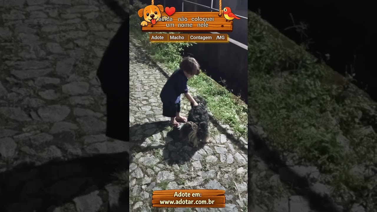 Cachorro raça Shitzu idade 2 anos nome ainda não coloquei um nome nele