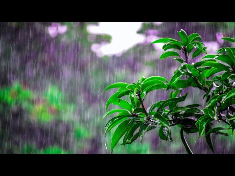 Nature heavy rain sounds  | falling into deep sleep |
