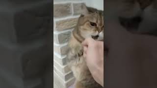 Want To Challenge Me Again? 😼👊 Funny Talking Animal in Tik Tok KLR Dubs #Shorts #TalkingAnimals