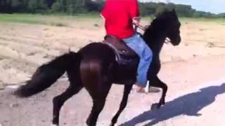 &quot;Romeo&quot; standardbred stallion for sale
