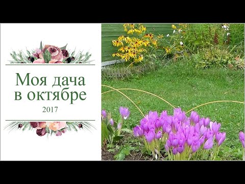 Дача в октябре: осенние работы в саду и огороде