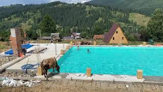 В Карпатах корова прыгнула в бассейн с отдыхающими из Днепра