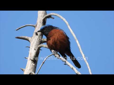 Skaliar gaštanový (Monticola rufiventris) — biotop a pohyb