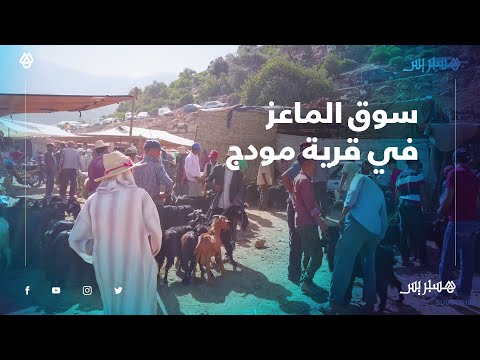 يرعى على أعشاب الجبل.. مرتادو سوق مودج يقبلون على الماعز بعد تراجع ثمنه مقارنة بالأعوام السابقة