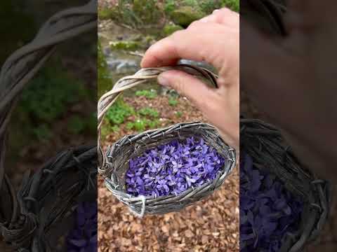 Fresh Wild violets 💜