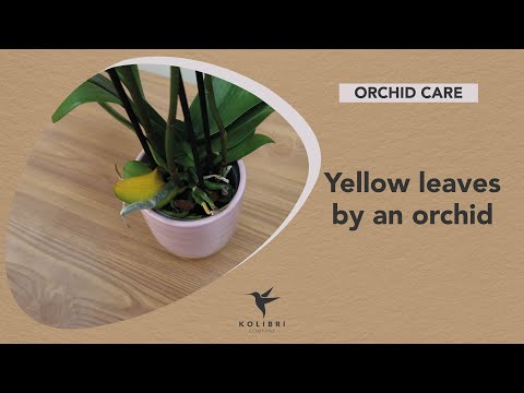 , title : 'What to do with an orchid with yellow leaves - tips from Kolibri Company'