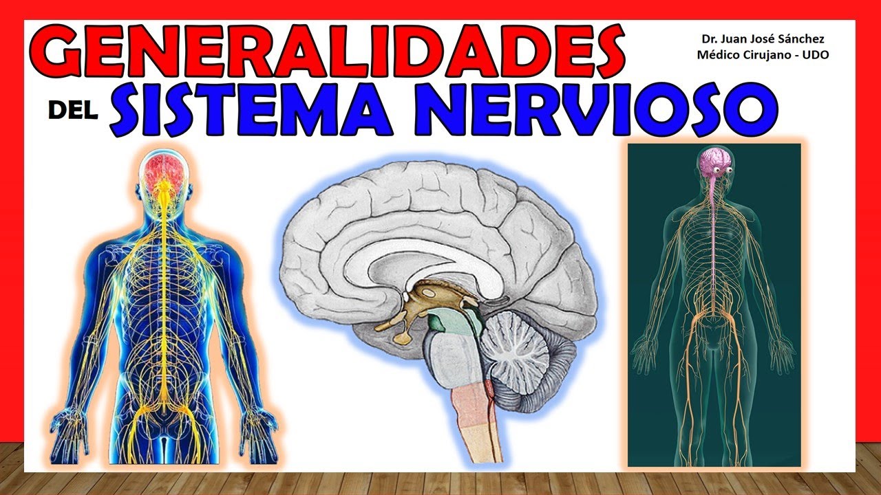 🥇 NERVOUS SYSTEM in 14 minutes!!!. Generalities - Simple Explanation!