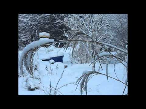 Zebragras unter der Last des Schnees