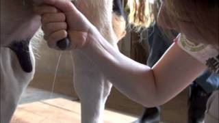 【モンちゃん10】恐怖の乳搾り