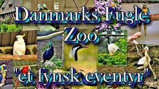 preview picture of video '25 års jubilæum i Danmarks Fugle Zoo'
