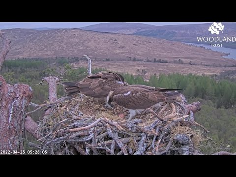 Domestic harmony: Louis the Loch Arkaig Osprey sees his egg for the first time 25 Apr 2022
