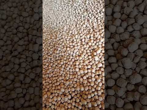 Cutting soya badi (chunks)