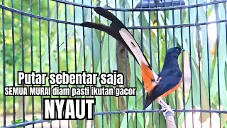 Download lagu PANCINGAN murai batu GACOR FIGHTER melatih bongkar materi, Jadikan burung cepat bunyi pasti emosi mp3