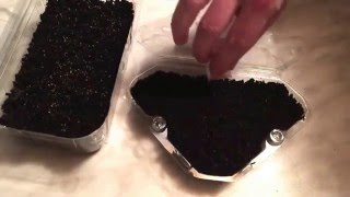 Venusfliegenfalle ~Dionaea muscipula~ und Super Mario Falle ~ Fleischfressende Pflanzen ~ Part#1