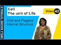 Cell The Unit Of Life NEET Cilia And Flagella Internal Structure Neela Bakore Tutorials