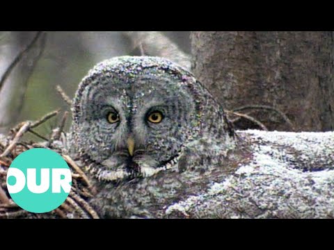 Life Of The Great Grey Owl, The Largest In America | Our World